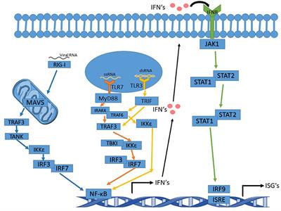 Respiratory Syncytial Virus's Non-structural Proteins: Masters of Interference